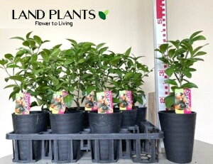 yP[X̔F11zV[N[T[ 4 vX`bN (11) q~ EG V[N[T V[N@[T[  ~J _je sng-kiat-? Citrus × depressa