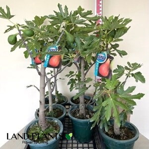 yʎcz C`WNiOhD[gj 6 vX`bN 1  ԉ H` ق炢 oi[l o[l W{C`WN Moraceae Ficus