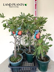 yP[X̔F6z C`WNiOhD[gj 6 vX`bN 6  ԉ H` ق炢 oi[l o[l W{C`WN Moraceae Ficus