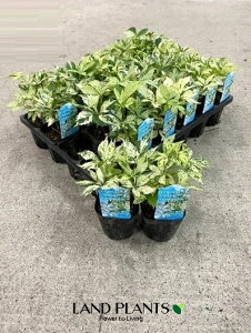 【ケース販売:24入】 アメリカヅタ(斑入り)24鉢 3号 ポット苗 1鉢 斑 フイリ ヴァージニアヅタ ヘンリーヅタ Parthenocissus quinquefolia
