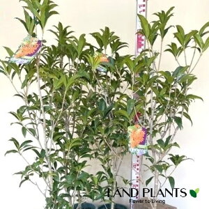 yP[X̔F6z LNZCi؍ҁj6 6 vX`bNc 1 ؍ NZC Osmanthus fragrans var. aurantiacus