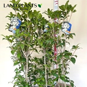 yP[X̔F6z ⃂NZCi؍ҁj6 6 vX`bNc 1 MNZC ؍ NZC Osmanthus fragrans var. aurantiacus