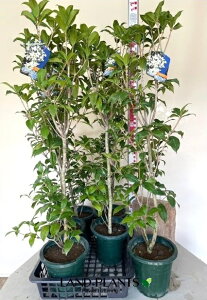 ⃂NZCi؍ҁj 6 vX`bNc 1 MNZC ؍ NZC Osmanthus fragrans var. aurantiacus