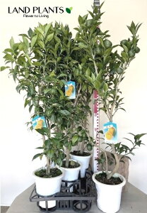 Mqi{Mqj 6 vX`bNc 1 䂸 Y Mq̖ YmL Y Yuzu Orange(Japanese citronj