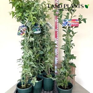 yP[X̔F6z u[x[ii킨܂FrbgACnj6 5 vX`bNc 1 u[x[c x[ blueberry