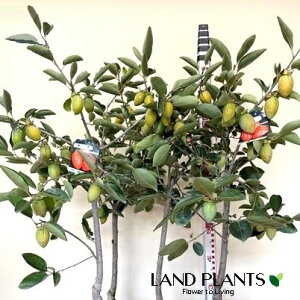 yP[X̔F4z ` KAKIiӂłFM`j4 7 vX`bNc 1 JL  `̖ JLmL MKL ۊ` e` Diospyros kaki