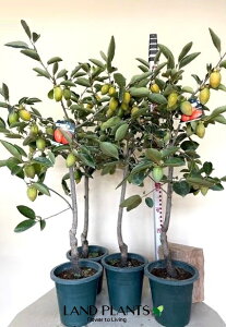 ` KAKIiӂłFM`j1 7 vX`bNc 1 JL  `̖ JLmL MKL ۊ` e` Diospyros kaki