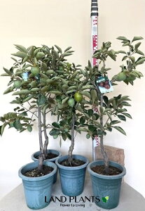 ` KAKIi낪F`j1 7 vX`bNc 1 JL  `̖ JLmL KL {L̖؂̈ Diospyros kaki