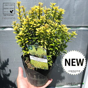 }TLiIj}XEnslXj5 |bgc 1 P}TL }TL IIo}TL iKo}TL Ro}TL {EVE}TL NV}}TL Wpj[YEXsh Go[O[