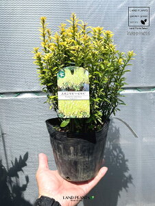 P}TLiIj}XEnslXj5 |bgc 1 }TL IIo}TL iKo}TL Ro}TL {EVE}TL NV}}TL Wpj[YEXsh Go[O[ Xsh