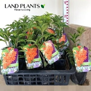 LNZCi؍ҁj 3.5 |bgc 1 ؍ NZC Osmanthus fragrans var. aurantiacus