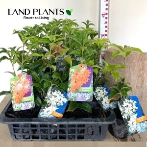 yP[X̔F24z ؍҃Zbgi؍ҁE؍ҁj24 3.5 |bgc 1 LNZC MNZC ؍ NZC Osmanthus fragrans var. aurantiacus