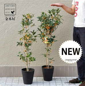 LNZCi؍ҁj 7 vX`bNc 1 ؍ NZC Osmanthus fragrans var. aurantiacus