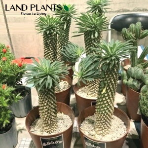 [tHrAiRFKrTj 3.5 vX`bNc 1 [zrA \ecL Euphorbia 'Gabisan'