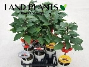 yϏܗpz\ii[^j 4 vX`bN 1 ؂ɂႢڂႪȂĂ Halloween tree