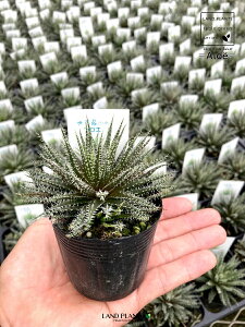 yP[X̔F24z yEŏz AGinI`ICfXj 2.5 |bgc 24 Aloe haworthioides