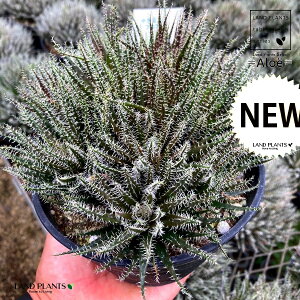 yEŏz AGinI`ICfXj 5 vX`bNc 1 Aloe haworthioides