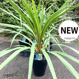 コルジリネ（ペコ） 6号 プラスチック苗 1鉢 コルディリネ オーストラリス Cordyline fruticosa `Peko'