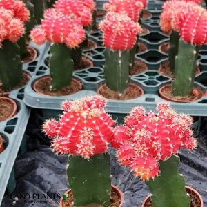 T{eiꉲOFq{^j 2 vX`bNc 1 A ԃT{e Gymnocalycium mihanovichii