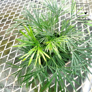 ANeBjIveXiI[XgXj 3 |bgc 1 Cmg\E I[XgAY IX}_KX Actiniopteris australis