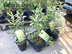 R[XgoNVAij 5 vX`bNc 1 I[XgAY }KV  oNVA CeOtHA Coast banksia