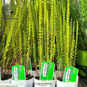 EJiXNA[Tj 3 |bgc 1 I[XgAY }KV Zebhy[p[o[N [J Melaleuca squarrosa