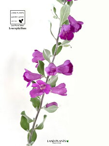 ERtBiteXPXj 4 vX`bN 1 Vo[[t ϊΒ eLTXEZ[W(Texas sage) eLTXEVo[[t(Texas silverleaf) Leucophyllum frutescens