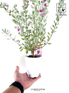 ERtBiteXPXj 4 vX`bN 1 Vo[[t ϊΒ eLTXEZ[W(Texas sage) eLTXEVo[[t(Texas silverleaf) Leucophyllum frutescens
