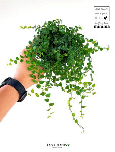 tBJXEv~i~j}j1 3 |bgc FICUS PUMILA CV. 'MINIMA'