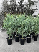 楽天市場】パールアカシア 鉢植えの通販