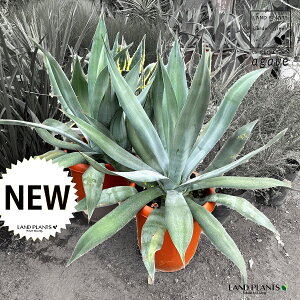 AImE[ciAKxj 10 vX`bN 1 AG AKx E[c AIm Agave americana
