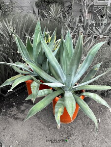 AKxiAImE[cj 10 vX`bN 1 AG AKx E[c AIm Agave americana