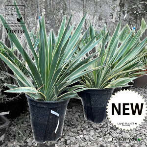 bJiOITFj 7 vX`bN 1 bJOIT OI[T oGK[^ L~K tN㗖 Yucca gloriosa