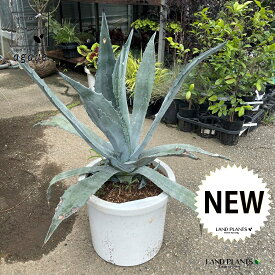 アガベ（アメリカーナ・青葉）1鉢 12号 プラスチック鉢 リュウゼツラン 青の竜舌蘭 竜舌蘭 Agave americana