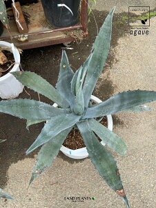 AKxiAJ[iEtj1 12 vX`bN E[c ̗㗖 㗖 Agave americana