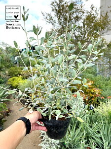 �c���[�W���[�}���_�[ 5�� �|�b�g�c 1�� �e�E�N���E���E�t���e�B�J���X �N���I�l tree germander Teucrium fruticans L.
