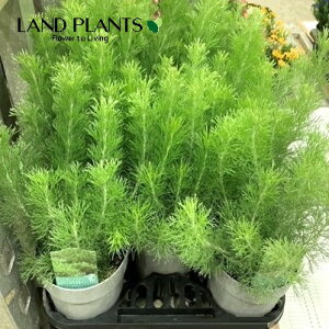 AfiTX Aoj[ EB[[ubV 4 vX`bN 1 I[XgAYŃ}KVȂ̏Ύ AfiTX EH[[ubV Adenanthos Albany Woolly Bush