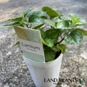 ~EiKIuhj 2.5 |bgc 1 ~E KIuh Lamium galeobdolon