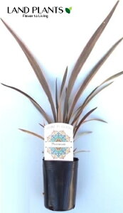 j[TCisNXgCvj 3 |bgc 1 j[TC sNXgCv Phormium 'pink stripe'