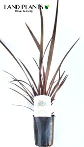 j[TCi`R[gNbL[j 3 |bgc 1 j[TC sNXgCv Phormium '`R[gNbL['