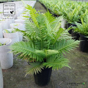 uNiiVo[fBj 7 vX`bN 1 roE p_E Blechnum gibbum "Silver lady"