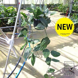 XeiWFChVgRbNj 7 ݂ vX`bN 1 Monstera karsteniana `Jade Shuttlecockf