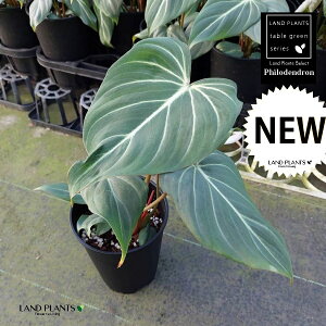 �t�B���f���h�����i�O�����I�T���j 3.5�� �|�b�g�c 1�� �O�����I�[�T�� Philodendron Gloriosum