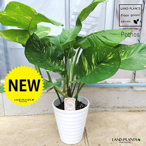 |gXiOfj 7 F vX`bN Pothos grande