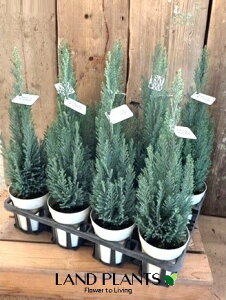 yP[X̔F11z Rjt@[iGEbY GpCAj11 4 F vX`bN qo Rjt@ qmL jt Chamaecyparis lawsoniana eEllwoodfs Empiref