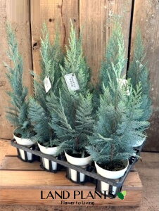 yP[X̔F11z Rjt@[iRiXj11 4 F vX`bN [\qmL |[g I[tH[h V[_[ [\TCvX qo Rjt@ qmL jt Chamaecyparis l