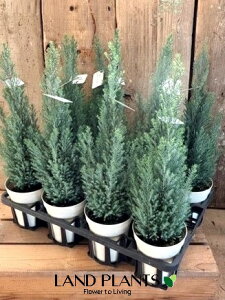 yP[X̔F11z Rjt@[iVo[X^[j11 4 F vX`bN GEbfB? qo Rjt@ qmL jt Chamaecyparis lawsoniana eEllwoodiif