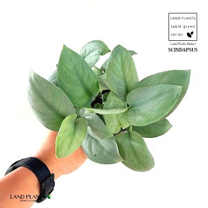 yc؁z XL_vTXiIXgVo[j 3 |bgc Scindapsus