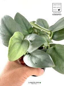 XL_vTXiIXgVo[j 3 |bgc Scindapsus