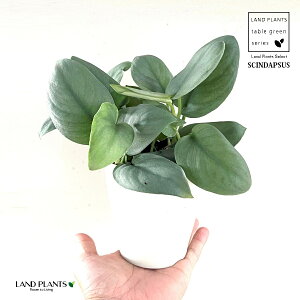 yz XL_vTXiIXgVo[j 4 F vX`bN Scindapsus